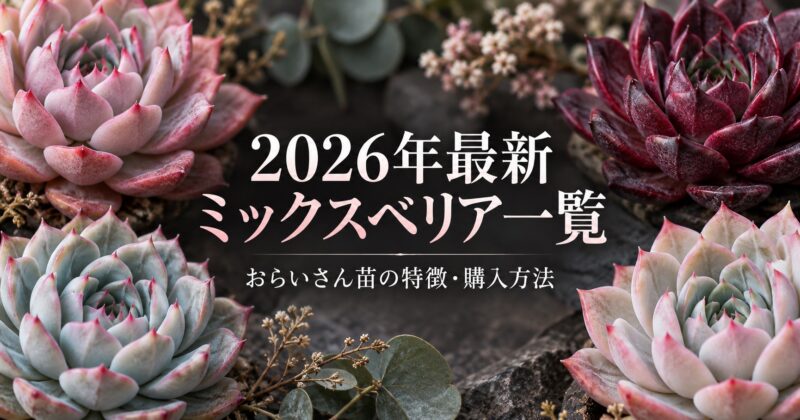 2026年最新 ミックスベリア一覧 おらいさん苗の特徴・購入方法