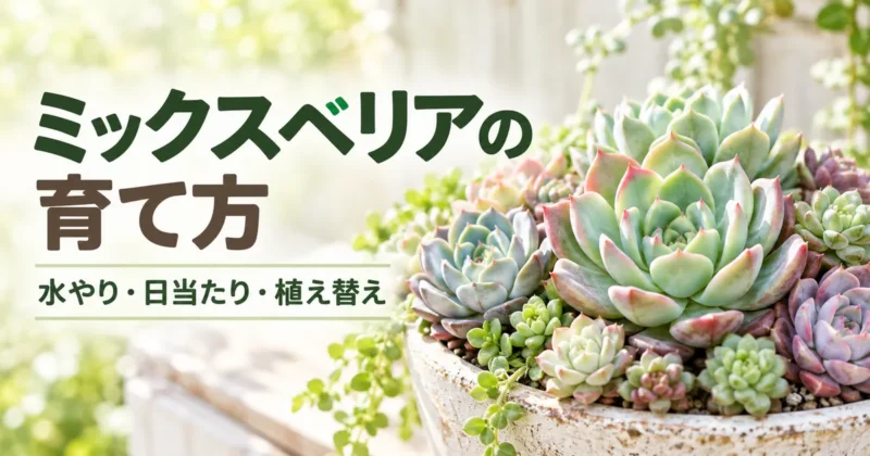 ミックスベリアの育て方 水やり・日当たり・植え替え