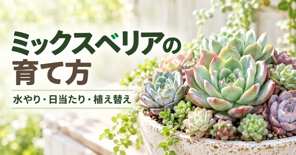 ミックスベリアの育て方 水やり・日当たり・植え替え