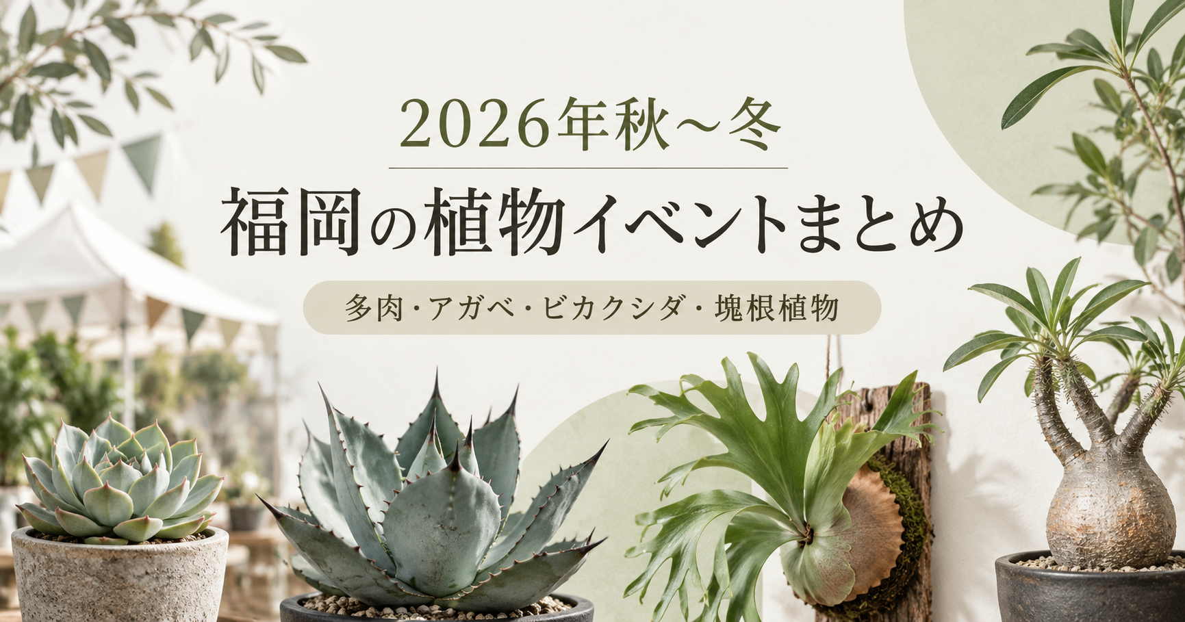 2026年秋〜冬 福岡の植物イベントまとめ 多肉・アガベ・ビカクシダ・塊根植物