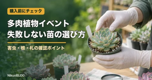 多肉植物イベントで失敗しない苗の選び方 害虫・根・札の確認ポイント