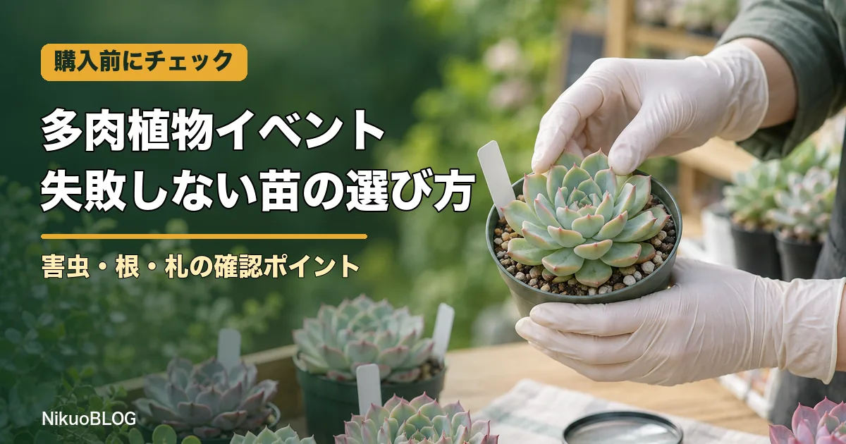 多肉植物イベントで失敗しない苗の選び方 害虫・根・札の確認ポイント