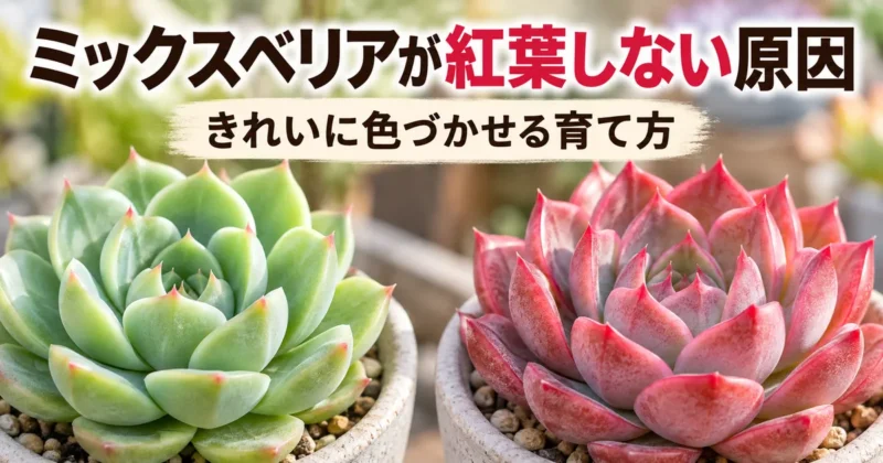 ミックスベリアが紅葉しない原因ときれいに色づかせる育て方