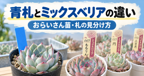 おらいさん苗の青札とミックスベリアの違い｜札の見分け方