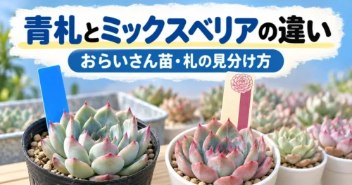おらいさん苗の青札とミックスベリアの違い
