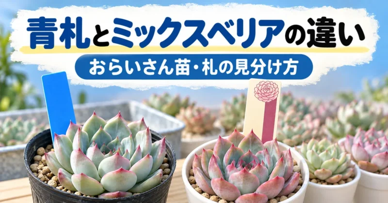 おらいさん苗の青札とミックスベリアの違い