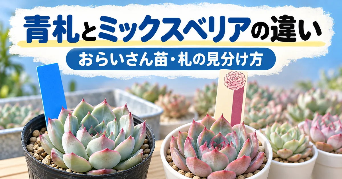 おらいさん苗の青札とミックスベリアの違い