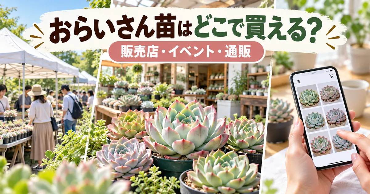 おらいさん苗の販売店・イベント・通販での購入方法