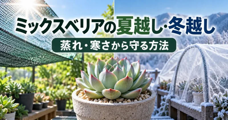 ミックスベリアの夏越しと冬越し 蒸れ・寒さから守る方法