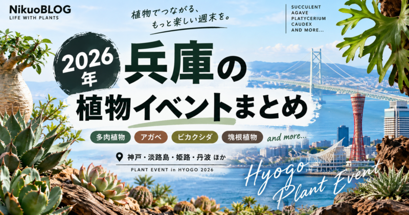 2026年 兵庫の植物イベントまとめ 多肉・アガベ・ビカクシダ・塊根植物